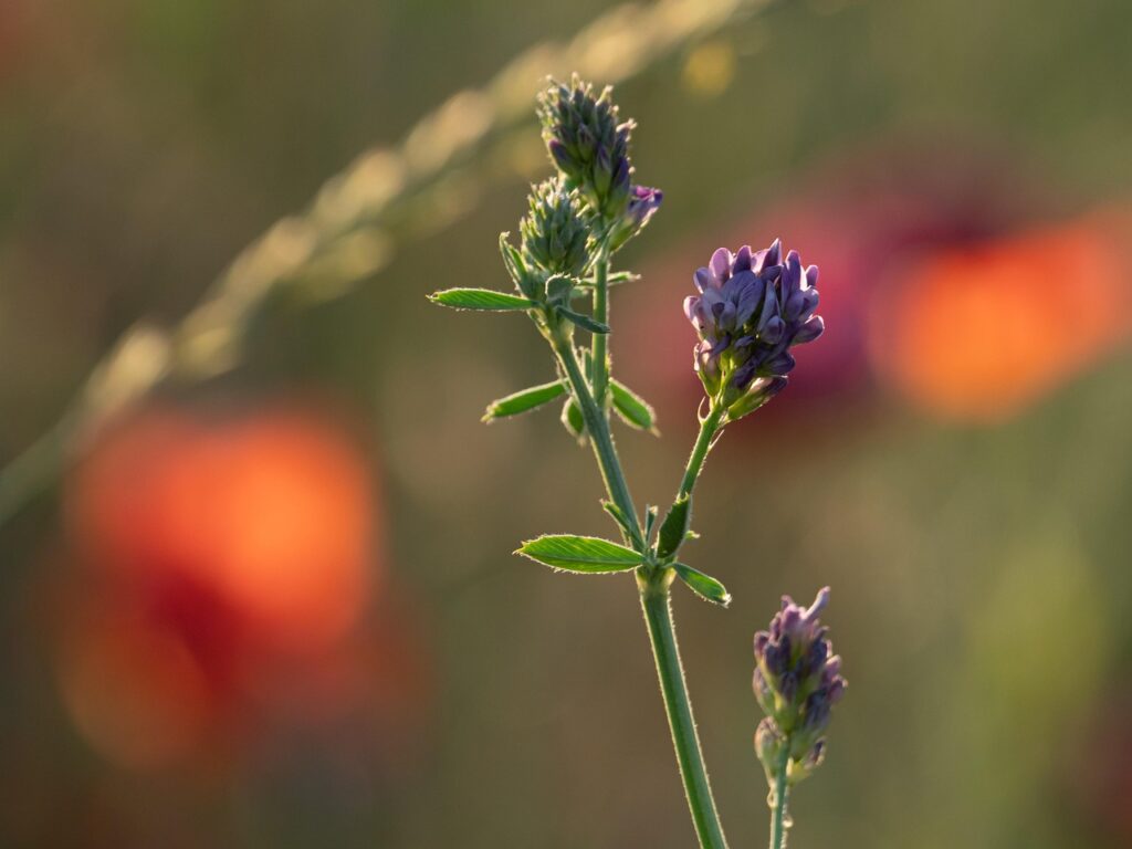 Benefits Of Alfalfa Leaf For Weight Loss Benefits Of Alfalfa Leaf For Weight Loss