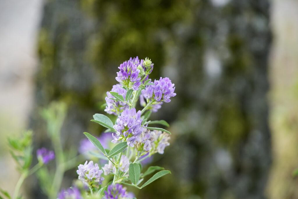 Benefits Of Alfalfa Leaf For Weight Loss Benefits Of Alfalfa Leaf For Weight Loss