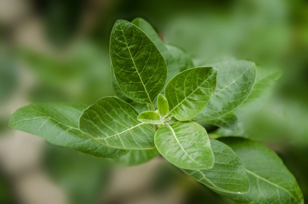 Benefits Of Ashwagandha For Weight Loss