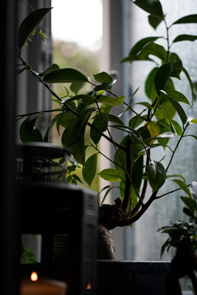 Benefits Of Panax For Weight Loss